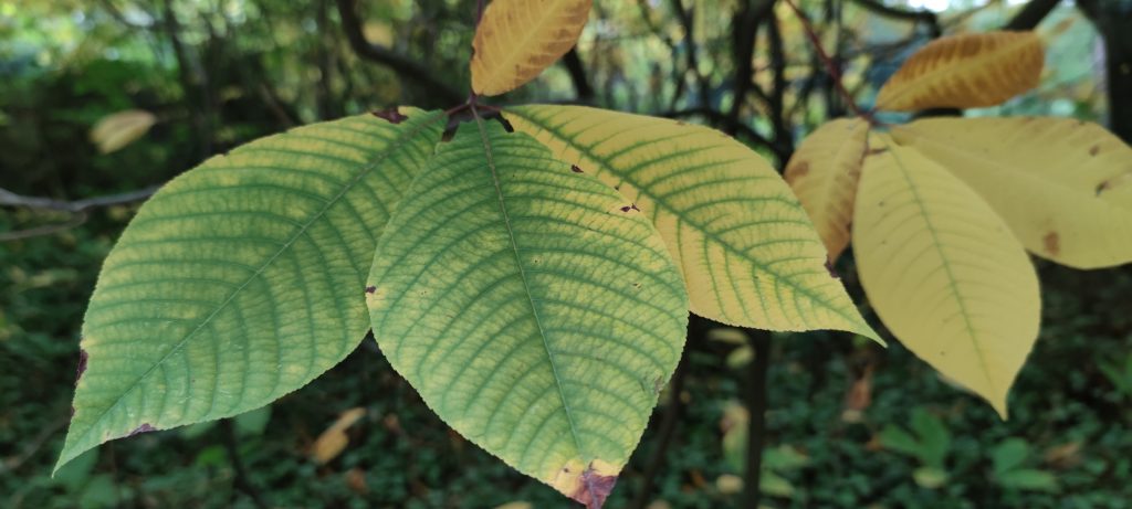 image-blog-feuille-verte
